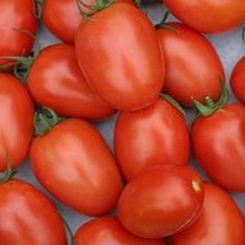 Obst & Gemüse : Romatomaten 1kg