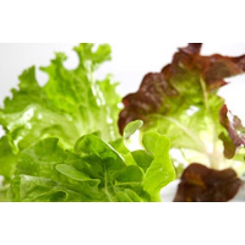 Obst & Gemüse : Eichblatt-Salat