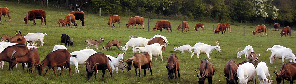 Weiden vom Bauernhof