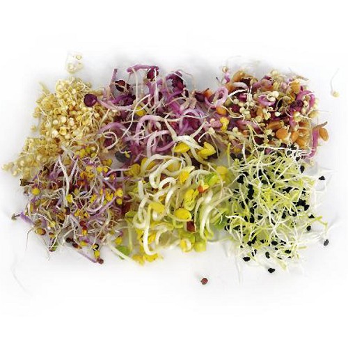 Frühlingsprossen-Mix 