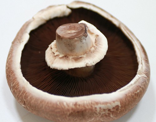 Riesenchampignon Portobello mit Video 