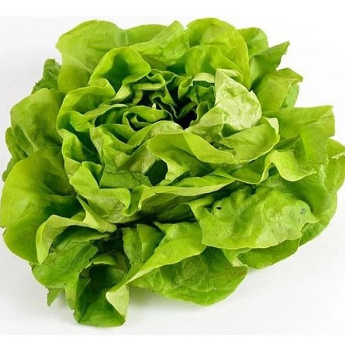 Kopfsalat 