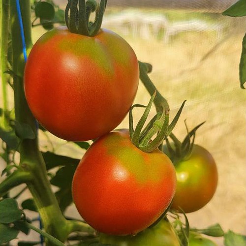 Tomaten regionale Ernte 1kg