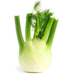 Fenchel mit video