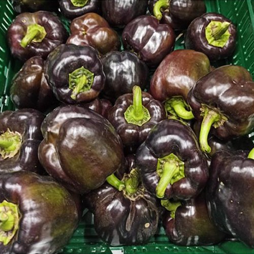 Paprika schwarz, deutsche Ernte