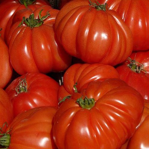Obst & Gemüse : Fleischtomaten 1kg mit Video