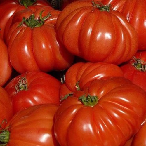 Fleischtomaten 1kg mit Video