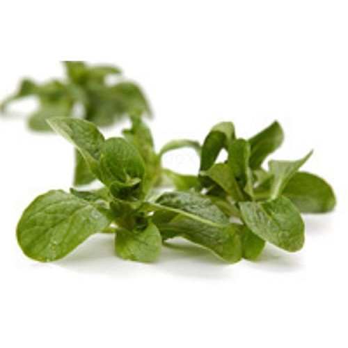 Feldsalat, 200g regionale Ernte