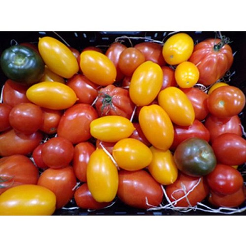 Historischer Tomatenmix, deutsche Ernte