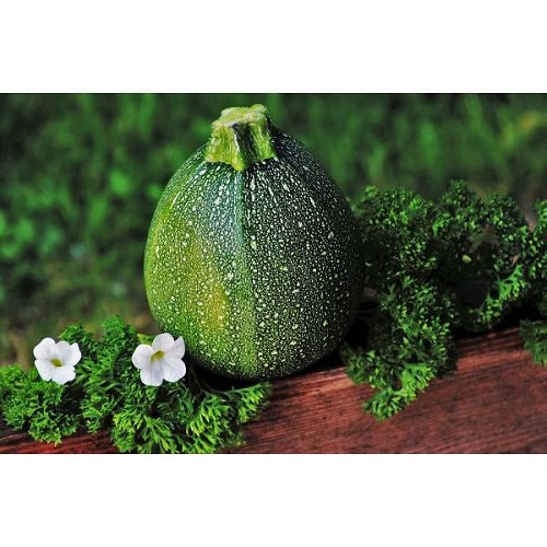 Zucchini rund deutsche Ernte