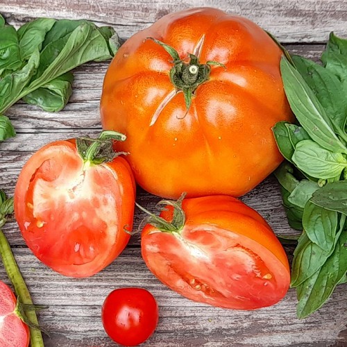 Tomaten 