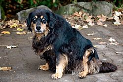 Hundedame Lotti mit dem unwiderstehlichen Blick.