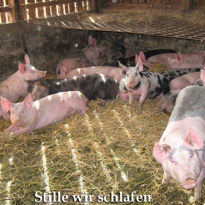Bio vom Bauernhof, unsere Lieblinge