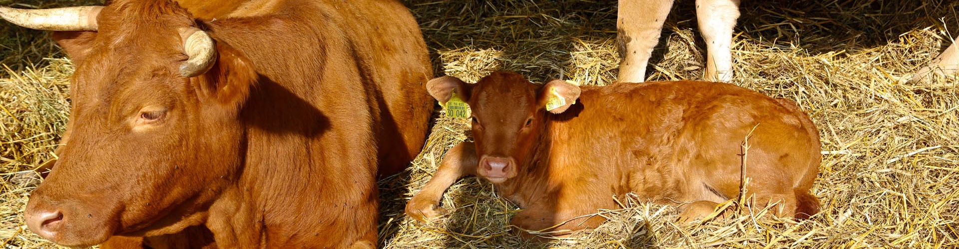 Bio vom Bauernhof : Fleisch, Aufschnitt, Lebensmittel und Bio-Produkte