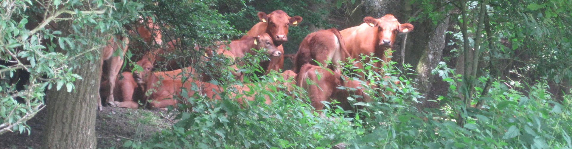 Bio vom Bauernhof : Fleisch, Aufschnitt, Lebensmittel und Bio-Produkte
